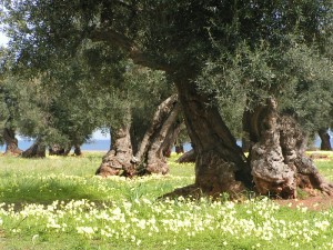 ulivi monumentali 2 (foto Gianni Lannes)