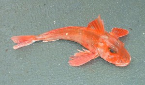 gallinella, tub gurnard