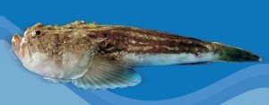 pesce prete, atlantic stargazer